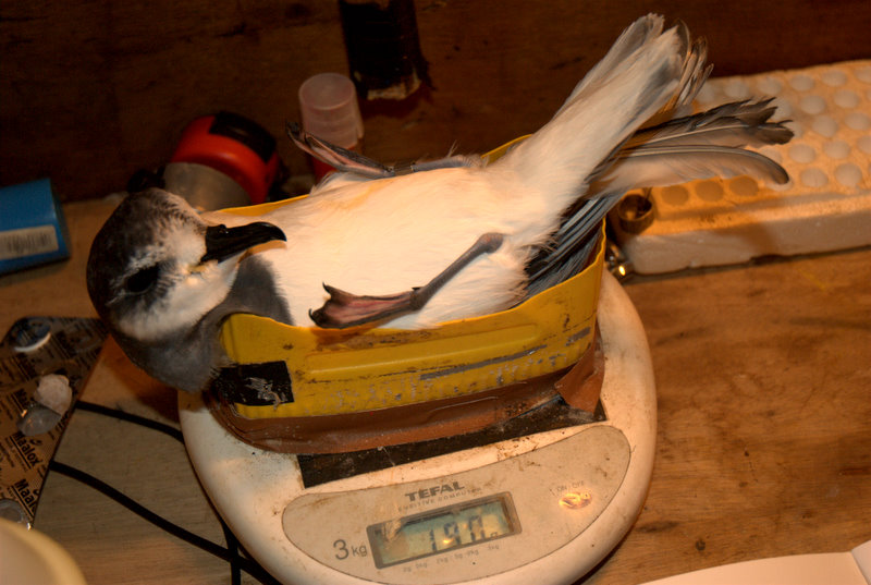 Comment manipuler un oiseau ?
